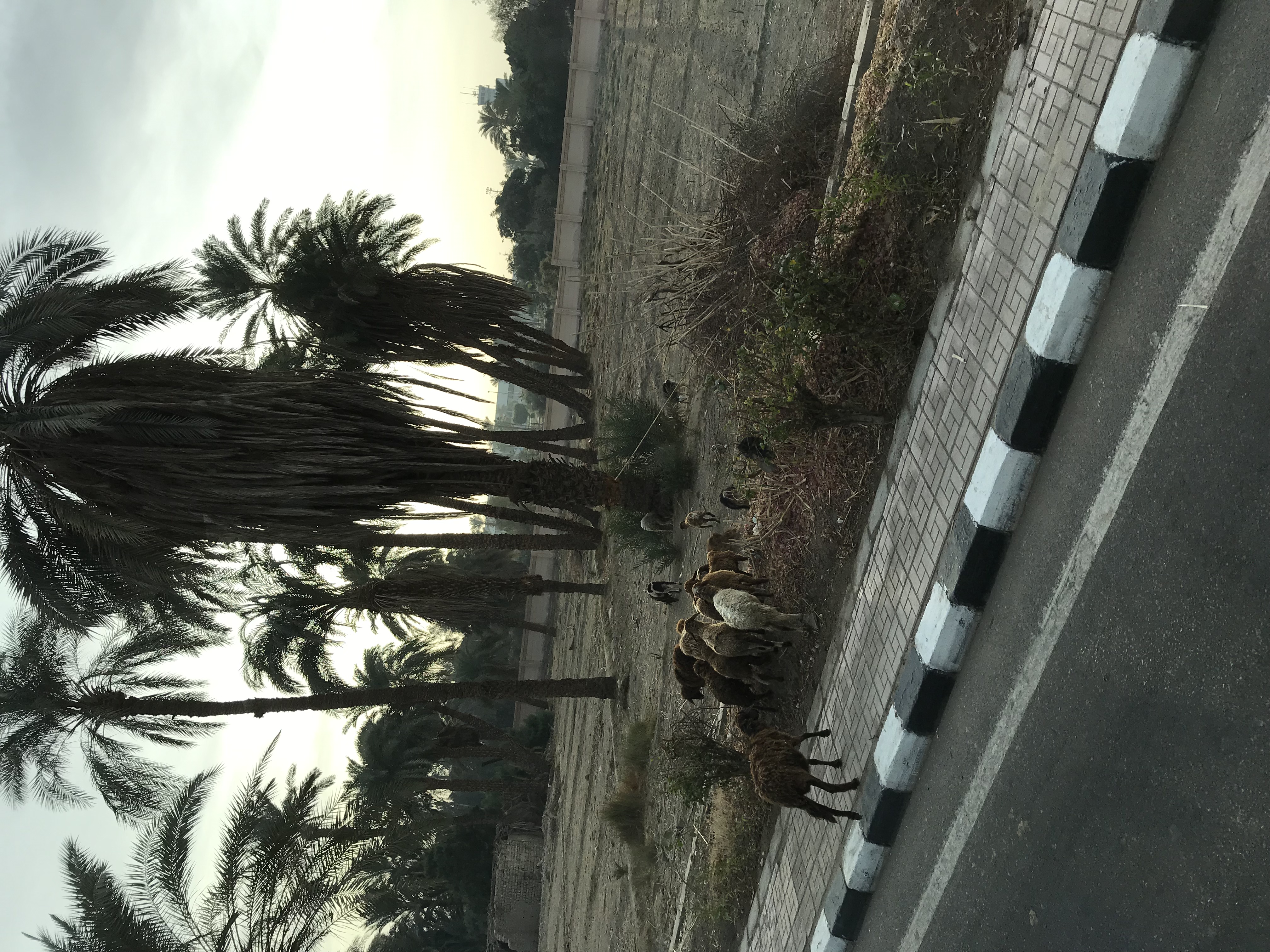 ./2018/16 - Egypt/12 - Cairo Day 4/IMG_4317.jpg